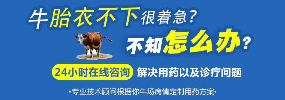 牛胎衣不下.jpg